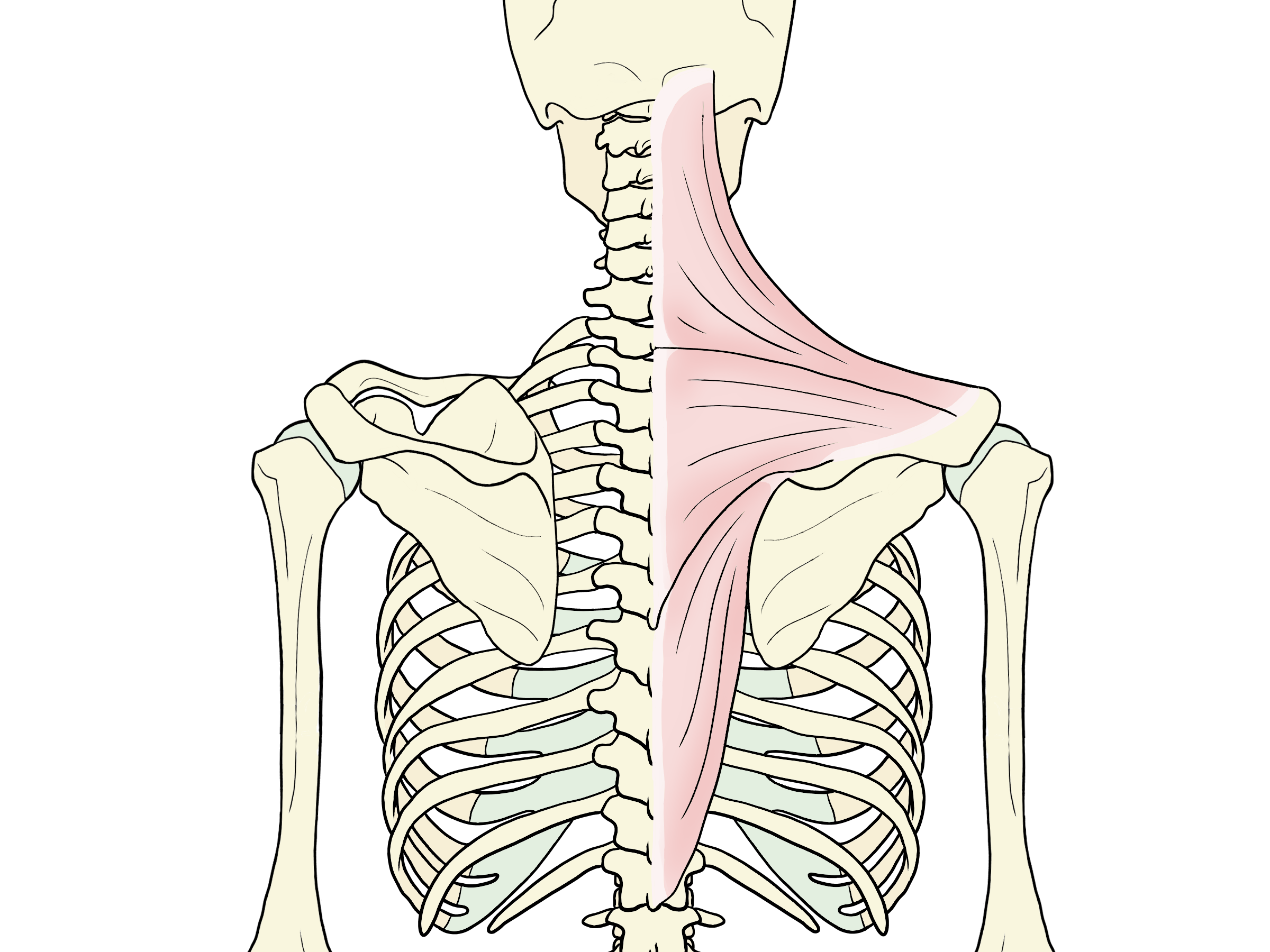 背骨と筋肉のイメージ画像